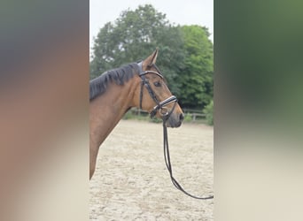 Duitse rijpony, Ruin, 3 Jaar, 146 cm, Buckskin