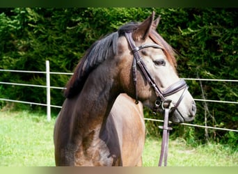 Duitse rijpony, Ruin, 3 Jaar, 146 cm, Buckskin