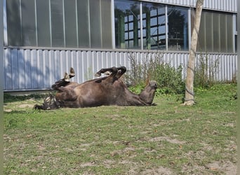 Duitse rijpony, Ruin, 3 Jaar, 146 cm, Buckskin