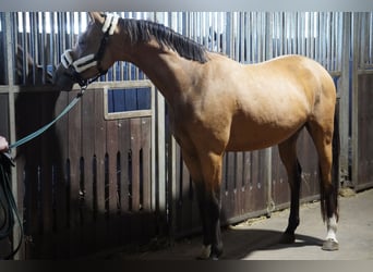 Duitse rijpony, Ruin, 3 Jaar, 146 cm, Buckskin