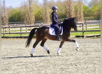Duitse rijpony, Ruin, 3 Jaar, 146 cm, Donkerbruin