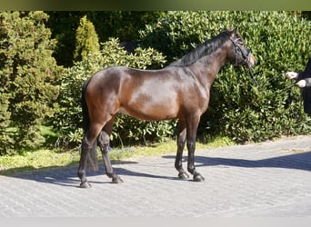 Duitse rijpony, Ruin, 3 Jaar, 146 cm, Donkerbruin