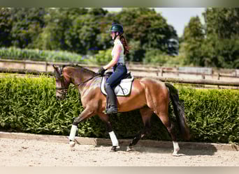 Duitse rijpony, Ruin, 3 Jaar, 146 cm, Donkerbruin