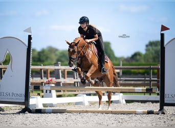 Duitse rijpony, Ruin, 3 Jaar, 146 cm, Donkere-vos