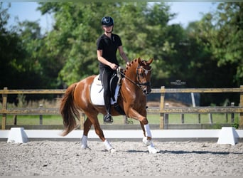 Duitse rijpony, Ruin, 3 Jaar, 146 cm, Donkere-vos