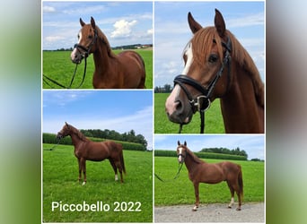 Duitse rijpony, Ruin, 3 Jaar, 146 cm, Donkere-vos