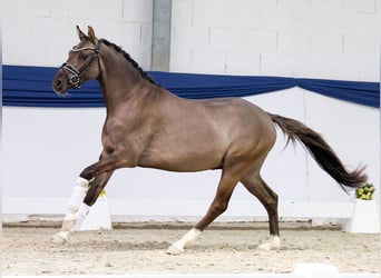 Duitse rijpony, Ruin, 3 Jaar, 146 cm, Falbe