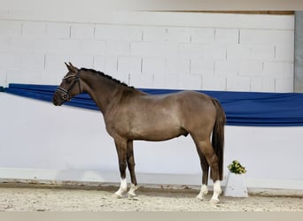 Duitse rijpony, Ruin, 3 Jaar, 146 cm, Falbe