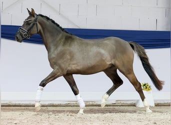 Duitse rijpony, Ruin, 3 Jaar, 146 cm, Falbe