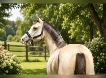 Duitse rijpony, Ruin, 3 Jaar, 146 cm, Falbe