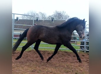 Duitse rijpony, Ruin, 3 Jaar, 146 cm, kan schimmel zijn