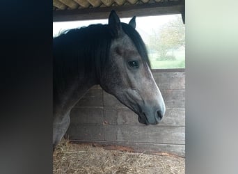 Duitse rijpony, Ruin, 3 Jaar, 146 cm, kan schimmel zijn