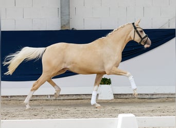 Duitse rijpony, Ruin, 3 Jaar, 146 cm, Palomino