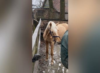 Duitse rijpony, Ruin, 3 Jaar, 146 cm, Palomino