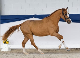 Duitse rijpony, Ruin, 3 Jaar, 146 cm, Vos