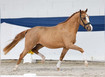 Duitse rijpony, Ruin, 3 Jaar, 146 cm, Vos