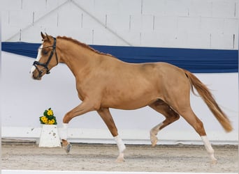 Duitse rijpony, Ruin, 3 Jaar, 146 cm, Vos