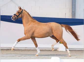Duitse rijpony, Ruin, 3 Jaar, 146 cm, Vos