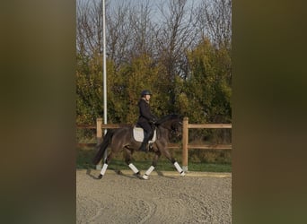 Duitse rijpony, Ruin, 3 Jaar, 146 cm, Zwartbruin