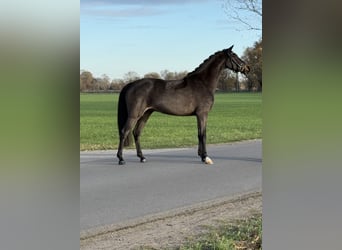 Duitse rijpony, Ruin, 3 Jaar, 146 cm, Zwartbruin