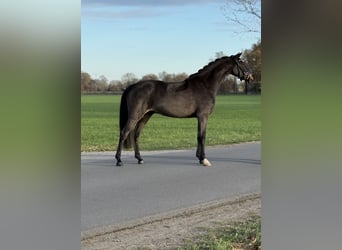 Duitse rijpony, Ruin, 3 Jaar, 146 cm, Zwartbruin