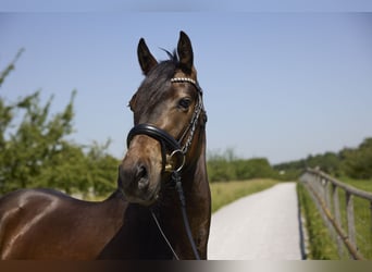 Duitse rijpony, Ruin, 3 Jaar, 147 cm, Bruin