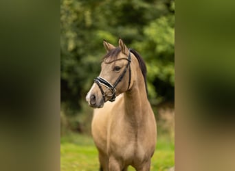 Duitse rijpony, Ruin, 3 Jaar, 147 cm, Buckskin