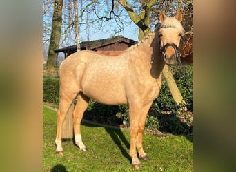 Duitse rijpony, Ruin, 3 Jaar, 147 cm, Cremello