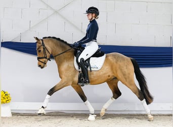 Duitse rijpony, Ruin, 3 Jaar, 147 cm, Falbe