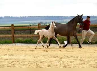 Duitse rijpony, Ruin, 3 Jaar, 147 cm, Palomino