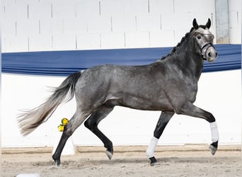 Duitse rijpony, Ruin, 3 Jaar, 147 cm, Schimmel