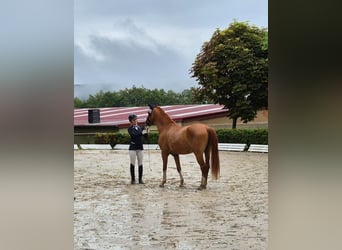 Duitse rijpony, Ruin, 3 Jaar, 147 cm, Vos