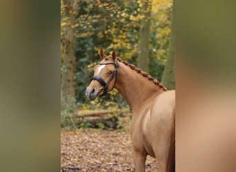 Duitse rijpony, Ruin, 3 Jaar, 147 cm, Vos