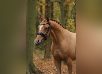 Duitse rijpony, Ruin, 3 Jaar, 147 cm, Vos