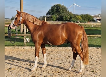 Duitse rijpony, Ruin, 3 Jaar, 147 cm, Vos