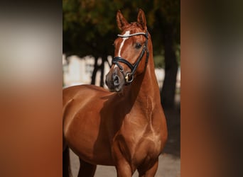 Duitse rijpony, Ruin, 3 Jaar, 147 cm, Vos