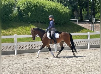 Duitse rijpony, Ruin, 3 Jaar, 148 cm, Brauner