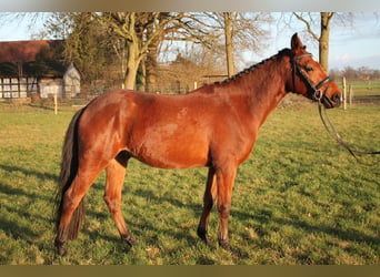 Duitse rijpony, Ruin, 3 Jaar, 148 cm, Bruin