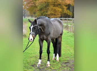 Duitse rijpony, Ruin, 3 Jaar, 148 cm, Donkerbruin