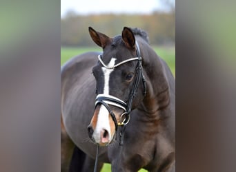 Duitse rijpony, Ruin, 3 Jaar, 148 cm, Donkerbruin