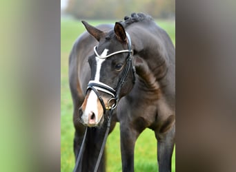 Duitse rijpony, Ruin, 3 Jaar, 148 cm, Donkerbruin