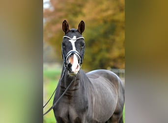 Duitse rijpony, Ruin, 3 Jaar, 148 cm, Donkerbruin