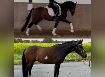 Duitse rijpony, Ruin, 3 Jaar, 148 cm, Donkerbruin