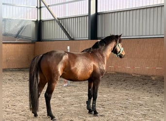 Duitse rijpony, Ruin, 3 Jaar, 148 cm, Donkerbruin