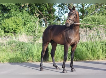 Duitse rijpony, Ruin, 3 Jaar, 148 cm, Donkerbruin