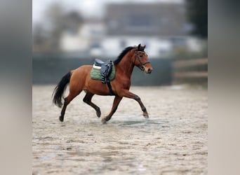 Duitse rijpony, Ruin, 3 Jaar, 148 cm, Falbe