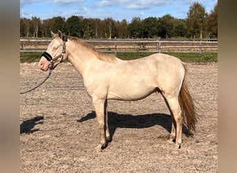 Duitse rijpony, Ruin, 3 Jaar, 148 cm, Perlino