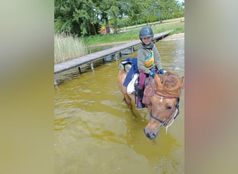 Duitse rijpony, Ruin, 3 Jaar, 148 cm, Red Dun