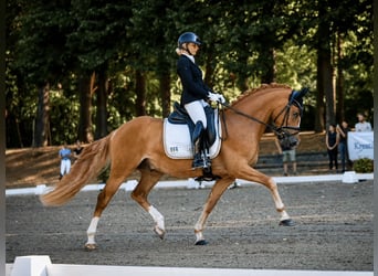 Duitse rijpony, Ruin, 3 Jaar, 148 cm, Vos