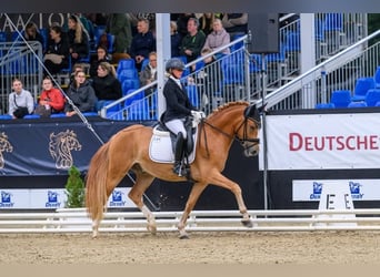 Duitse rijpony, Ruin, 3 Jaar, 148 cm, Vos